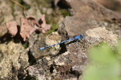 Argia funebris