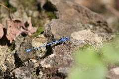Argia funebris