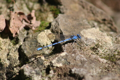 Argia funebris