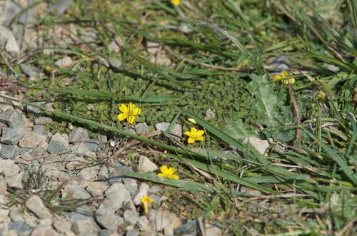 Shady woodsorrel (Oxalis exilis)