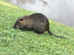 Myocastor coypus