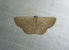 Parilexia cermala