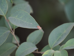 Argyrotaenia sphaleropa