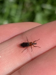 Dilophus strigilatus