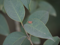 Argyrotaenia sphaleropa