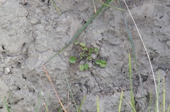 Convolvulus waitaha