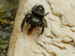 Phidippus audax