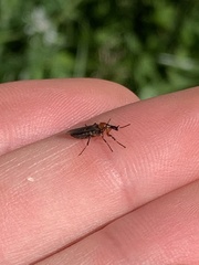 Dilophus strigilatus