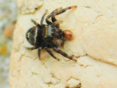 Phidippus audax