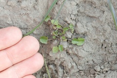 Convolvulus waitaha