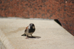 Passer domesticus
