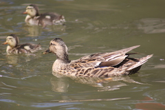 Anas platyrhynchos
