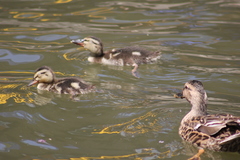 Anas platyrhynchos