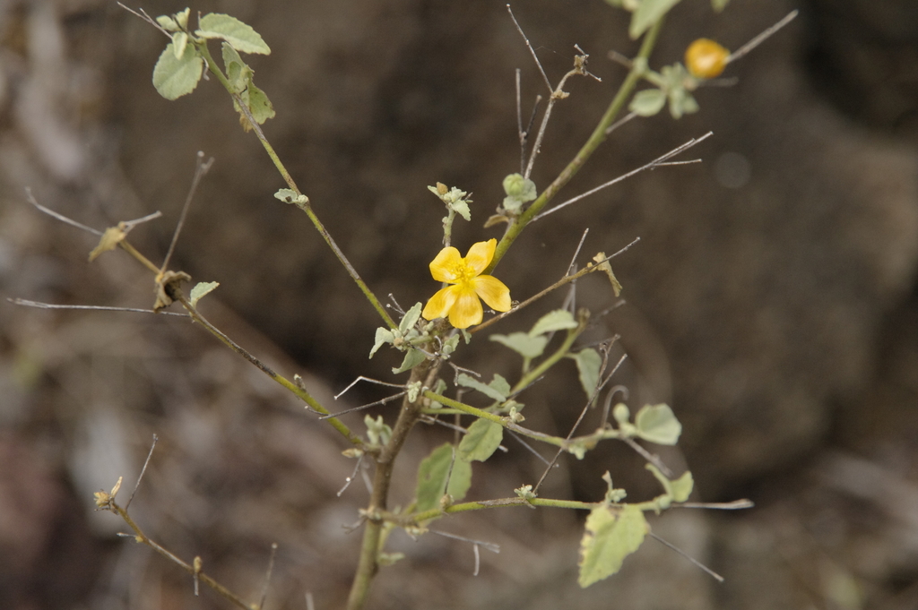 Pseudabutilon depauperatum