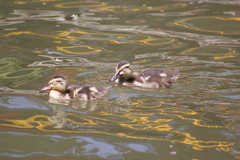 Anas platyrhynchos