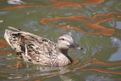 Anas platyrhynchos