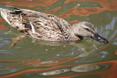 Anas platyrhynchos
