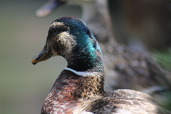 Anas platyrhynchos