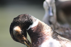 Anas platyrhynchos