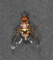 Bactrocera tryoni