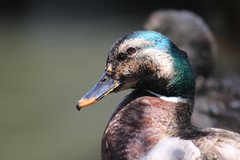 Anas platyrhynchos