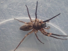 Amaurobioides