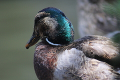 Anas platyrhynchos