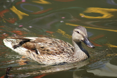 Anas platyrhynchos