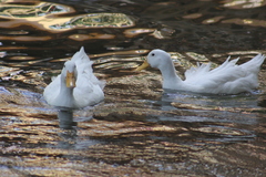 Anas platyrhynchos domesticus