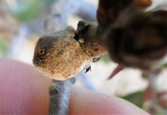 Disholcaspis simulata