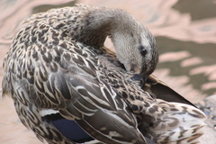 Anas platyrhynchos