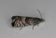 Sereda tautana