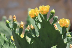 Opuntia dillenii