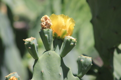 Opuntia dillenii