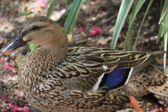 Anas platyrhynchos