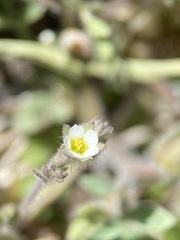 Polemonium micranthum
