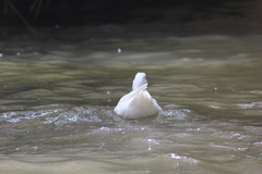 Anas platyrhynchos domesticus