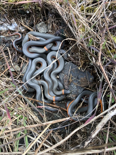 Northwestern Ringneck Snake photographed in Oregon