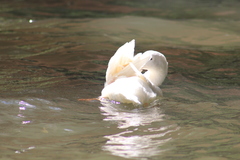 Anas platyrhynchos domesticus