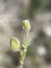 Polemonium micranthum