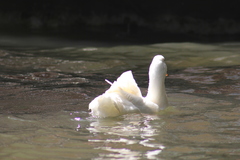 Anas platyrhynchos domesticus