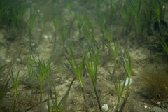Zostera nigricaulis