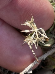 Microseris douglasii platycarpha