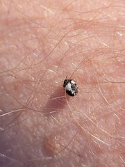 Anthrenus sophonisba