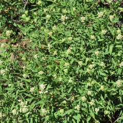 Comandra umbellata pallida