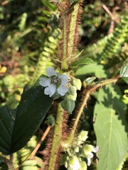Rubus wallichianus