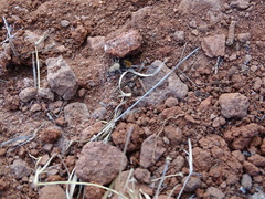 Dasymutilla eminentia