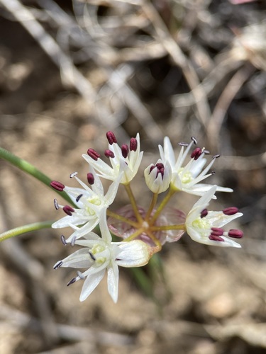 rock onion (Allium macrum)