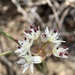 Allium macrum - Photo (c) Matt Berger, algunos derechos reservados (CC BY), subido por Matt Berger