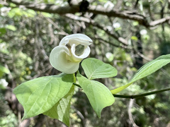 Cornus florida urbiniana